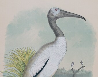 1878 Wood stork or wood ibis . Original Print Chromolithograph . Big size real lithograph . Over 11x14 inches . 145 years old!