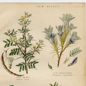 1857 Original Botanical Print showing Gum Plants: Gum Arabic, Gum Tragacanth, Gum Alibanum, Gum Mastic