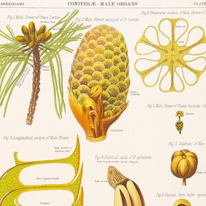 VERY RARE! - Conifers - Original Print out of The Botanical Atlas by D M&#39;Alpine - NY 1883