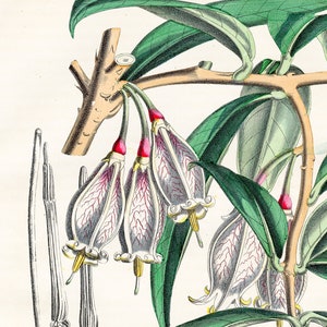 May include: A botanical illustration of a white flower with pink veins and a green stem. The flower is surrounded by green leaves. The illustration is labeled "26" and "18.32".