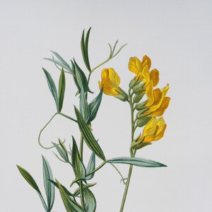 Meadow Vetchling  - Rare/Original botanical lithograph color print 1880