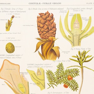 VERY RARE! - Conifers Female Organs - Original Print out of The Botanical Atlas by D M&#39;Alpine - NY 1883