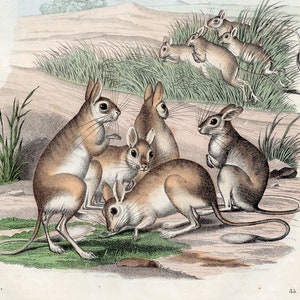 以下が含まれることがあります： 砂漠の環境で、長い後ろ足を持つ小さなげっ歯類である、ジャコウネズミのグループを描いたヴィンテージのイラスト。ジャコウネズミは、直立しているもの、跳ねているもの、走っているものなど、さまざまなポーズで描かれています。イラストは、落ち着いた色で、詳細で現実的です。