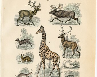 Variedad de mamíferos: raro/original de la litografía Naturgeschichte de Martin de 1872