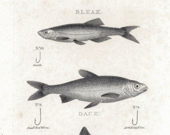 Beak, Dace & Roach Fish - Original lithography out of "Rural Sports" 1813 by Daniel William Barker