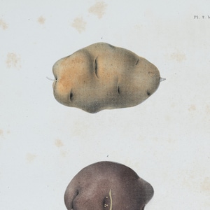 1849 Variety of Potatoes - Very RARE Original chromolithography from the book &quot;Agriculture of New York&quot;
