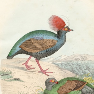 May include: A vintage illustration of two birds. The larger bird has a red crest, blue and green feathers, and pink legs. The smaller bird is green and brown with red legs. Both birds are perched on a sandy ground with green grass.