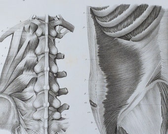 Transverse Abdominal Muscles - RARE ORIGINAL PRINT from Atlas d'Anatomie descriptive du corps humain C. Bonamy - Paris 1866