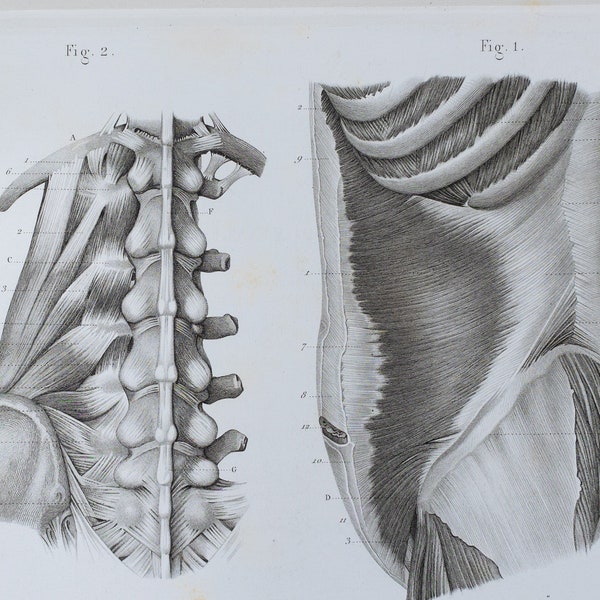 Transverse Abdominal Muscles - RARE ORIGINAL PRINT from Atlas d'Anatomie descriptive du corps humain C. Bonamy - Paris 1866