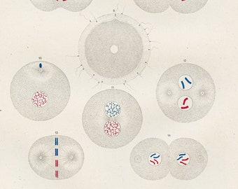 Cell division and fertilization anatomy - RARE ORIGINAL PRINT from the book "The Human Being" 1894