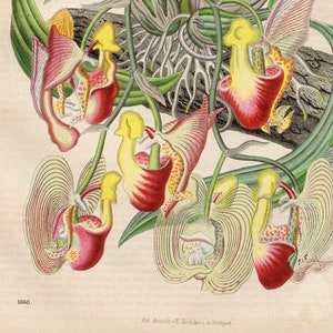 Mexican Orchid - VERY RARE - Original lithography out of &quot;Das Buck der Welt&quot; 1868