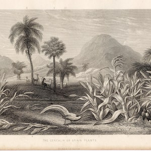Very Rare - Cereal field and rooster - 1857 Original Print out of &quot;A History of the Vegetable Kingdom&quot; 1857 William Rhind