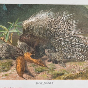 Porcupine - Rare Original Old Chromolithograph from 1890 &quot;Brehm&#39;s Life of Animals&quot;