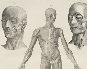 Human Anatomy - RARE ORIGINAL PRINT from Encyclopedia Britannica 1878