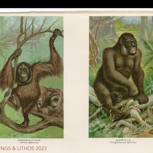 ORANG-OUTANG and GORILLA / Original Plate Lithography from a 1895 book.