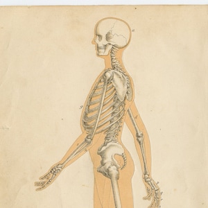 Human skeleton anatomy - RARE ORIGINAL PRINT from Human Physiology by J. Dorman Steele 1872
