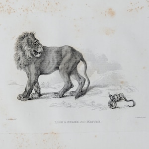 LION AND SNAKE - Original out of Engravings of Lions, Tigers, Panthers, Leopards, Dogs, - Sir Edwin Landseer - London 1853
