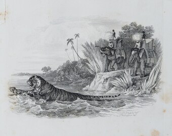 TIGER on the WATER - Original out of Engravings of Lions, Tigers, Panthers, Leopards, Dogs, - Sir Edwin Landseer - London 1853