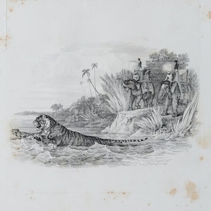 TIGER on the WATER - Original out of Engravings of Lions, Tigers, Panthers, Leopards, Dogs, - Sir Edwin Landseer - London 1853