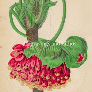 ASTRAPEA WALLICHII - Original print out of the book &quot;The New Practical Gardener, and Modern Horticulturist&quot; ca 1874