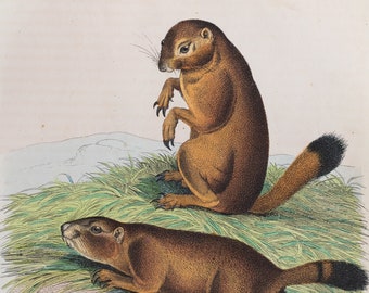Prairie dog - VERY RARE - Original lithography out of "Book of the World" 1853