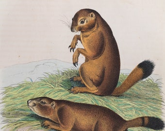 Prairie dog - VERY RARE - Original lithography out of "Book of the World"