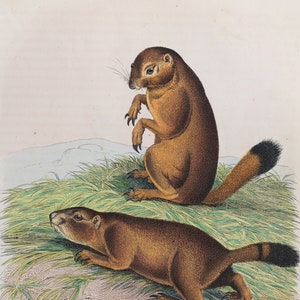 Prairie dog - VERY RARE - Original lithography out of &quot;Book of the World&quot;