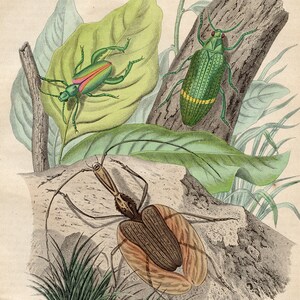 Peut inclure: Une illustration ancienne représentant trois insectes sur un fond de feuilles. Les insectes sont un scarabée vert avec une bande rose, un scarabée vert avec une bande jaune et un scarabée brun avec de longues pattes.