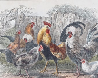 Aves de corral: gallo polaco, gallina enana, gallina, gallina negra polaca, gallo malayo, gallo - Raro original "Historia de la naturaleza animada" 1872