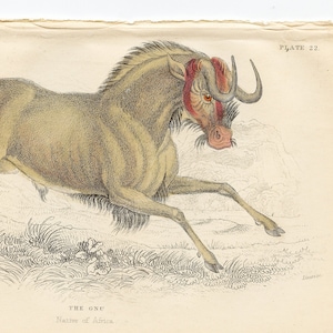 Puede incluir: Una ilustración vintage de un ñu marrón y negro, una especie de antílope, corriendo a través de un campo de hierba. El ñu tiene una melena roja y un cuerno largo y curvo. La ilustración se titula "THE GNU Native of Africa" y está etiquetada como "PLATE 22."