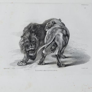 LIONS - Original out of Engravings of Lions, Tigers, Panthers, Leopards, Dogs, - Sir Edwin Landseer - London 1853
