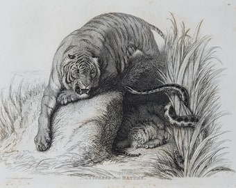 TIGER defending cubs from snake - Original out of Engravings of Lions, Tigers, Panthers, Leopards, Dogs, - Sir Edwin Landseer - London 1853