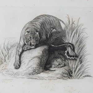 TIGER defending cubs from snake - Original out of Engravings of Lions, Tigers, Panthers, Leopards, Dogs, - Sir Edwin Landseer - London 1853
