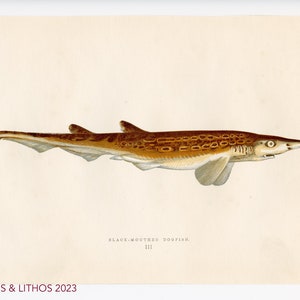 May include: A detailed illustration of a Black-Mouthed Dogfish, a type of shark, with a brown and white spotted pattern. The illustration is on a cream-coloured background with the text "BLACK-MOUTHED DOGFISH" and "III" below the image.