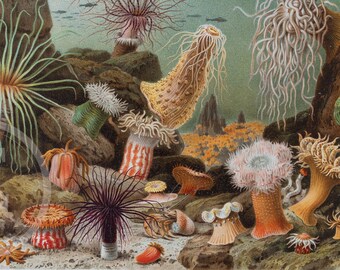 Sea Anemones . Rare Original Old Chromolithograph from 1890 "Brehm's Life of Animals"