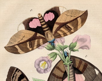 Indian night butterflies - VERY RARE - Original lithography out of "Das Buck der Welt" 1868