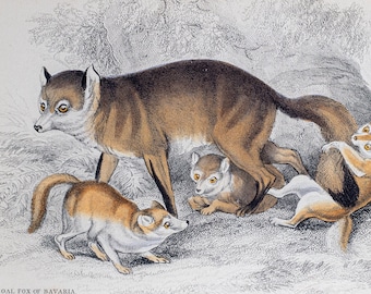 Coal Fox of Bavaria - Rare Original From 