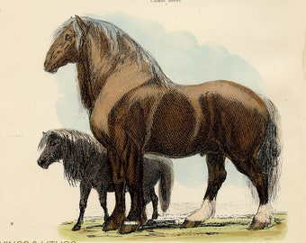 Draught horse, shetland pony, calmuc horse - exquisite plate - RARE ORIGINAL PRINT from "Animal Kingdom" by Baron Cuvier 1893