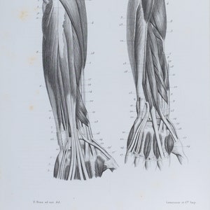 Hand arm muscle anatomy - RARE ORIGINAL PRINT from Atlas d&#39;Anatomie descriptive du corps humain C. Bonamy - Paris 1866