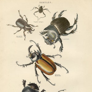 Beetles- exquisite plate - RARE ORIGINAL PRINT from &quot;Animal Kingdom&quot; by Baron Cuvier 1893