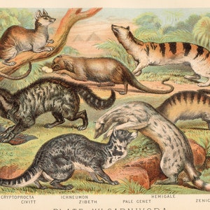 1880 - Civet, Genet, Zenick, Pale Genet, Hemigale - Original Litho from &quot;Johnson&#39;s Household Book&quot; Very Rare!