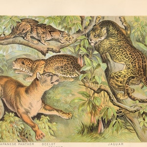 1880 - Japanese Panther, Ocelot, Cougar, Jaguar - Original Litho from &quot;Johnson&#39;s Household Book&quot; Very Rare!