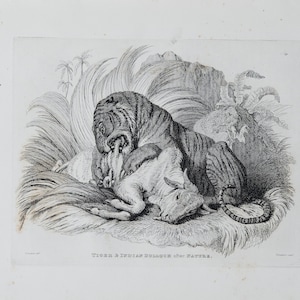 TIGER and indian bullock - Original out of Engravings of Lions, Tigers, Panthers, Leopards, Dogs, - Sir Edwin Landseer - London 1853