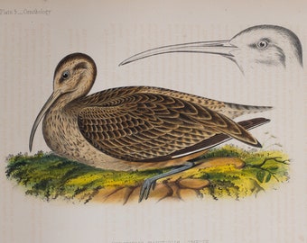 Bird - Numenius tahiticus (Curlew) - Very rare - Original lithography out of "American Squadron to the China Seas and Japan" 1856