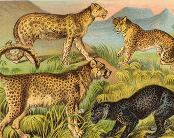 Ounce, Chetah, Asiatic Leopard, African Leopard - Original Litho from "Johnson's Household Book" 1880 - Very Rare!