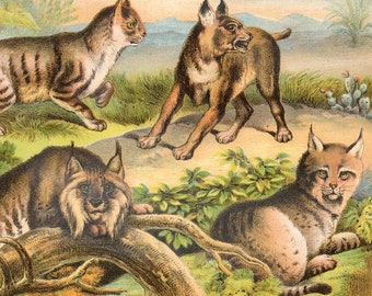 Persian Lynx, Canadian Lynx, Caracal, Wild cat - Original Litho from "Johnson's Household Book" 1880 - Very Rare!