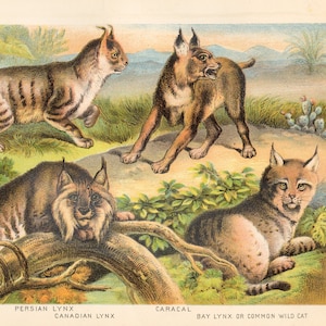 1880 - Persian Lynx, Canadian Lynx, Caracal, Wild cat - Original Litho from "Johnson's Household Book" Very Rare!