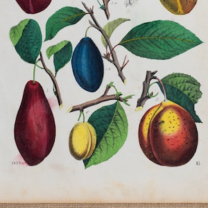 Plums - VERY RARE - Original lithography out of &quot;Book of the World&quot;