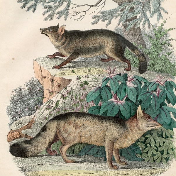 Jackal and Red fox - Very rare plate from "Book of the World" 1852 - Hand colored original lithograph, Old Original Print