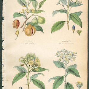 1862 Original Botanical Print showing Spice plants: Nutmeg, Cinnamon, Clove, Allspice (Pimento)
